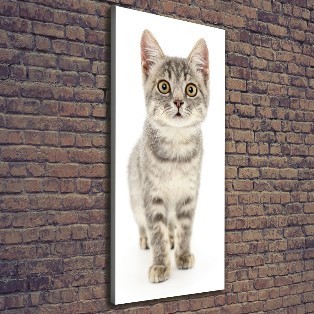 Tableau photo sur toile Chat gris