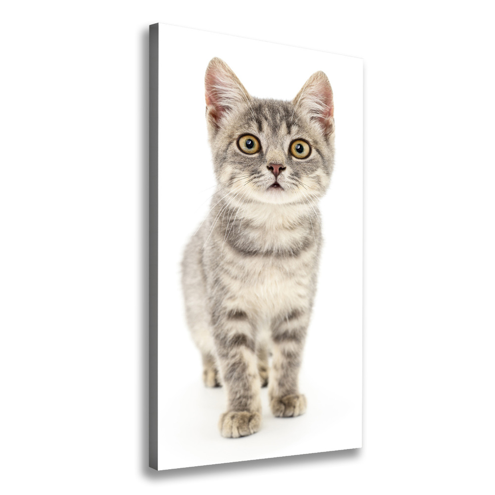 Tableau photo sur toile Chat gris