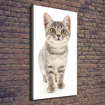 Tableau photo sur toile Chat gris