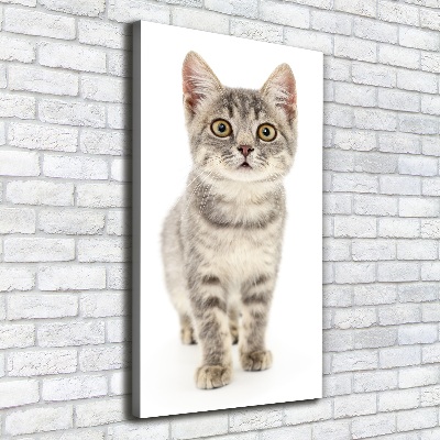 Tableau photo sur toile Chat gris