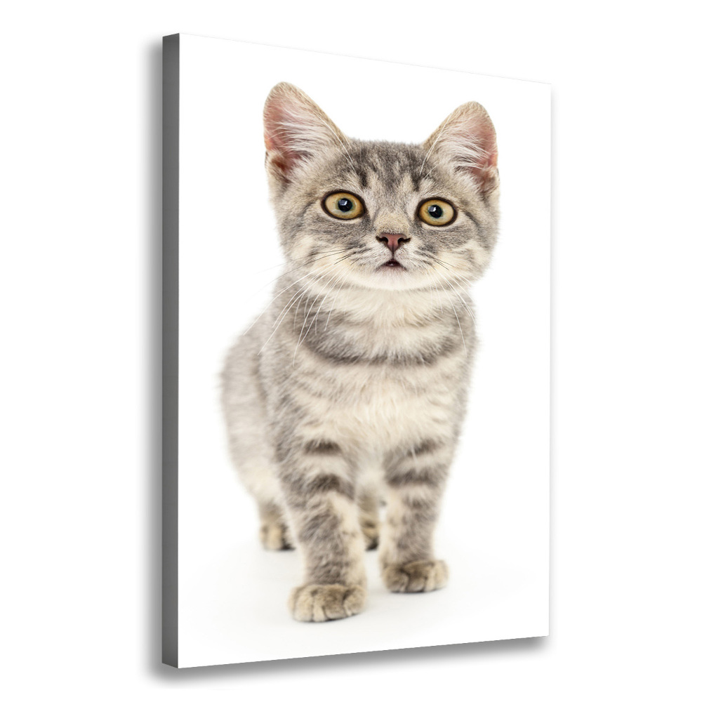 Tableau photo sur toile Chat gris