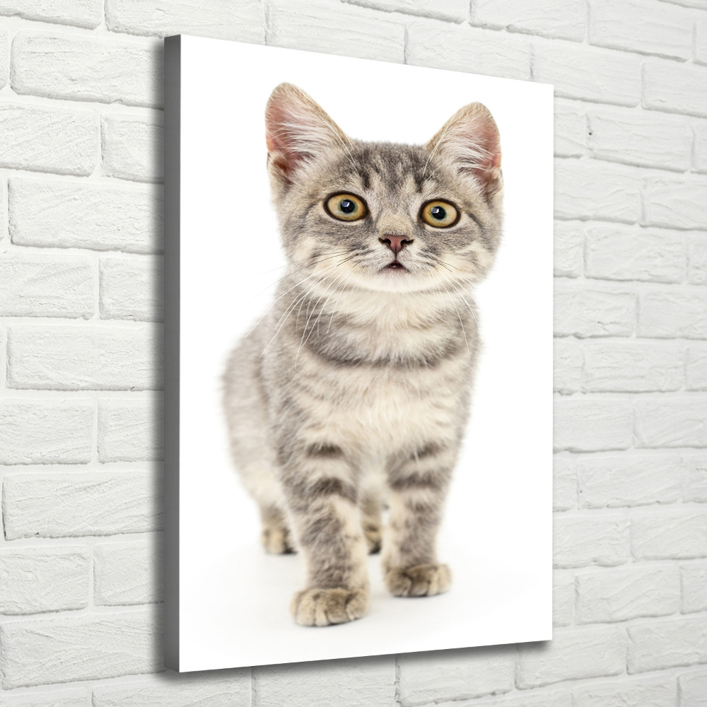 Tableau photo sur toile Chat gris