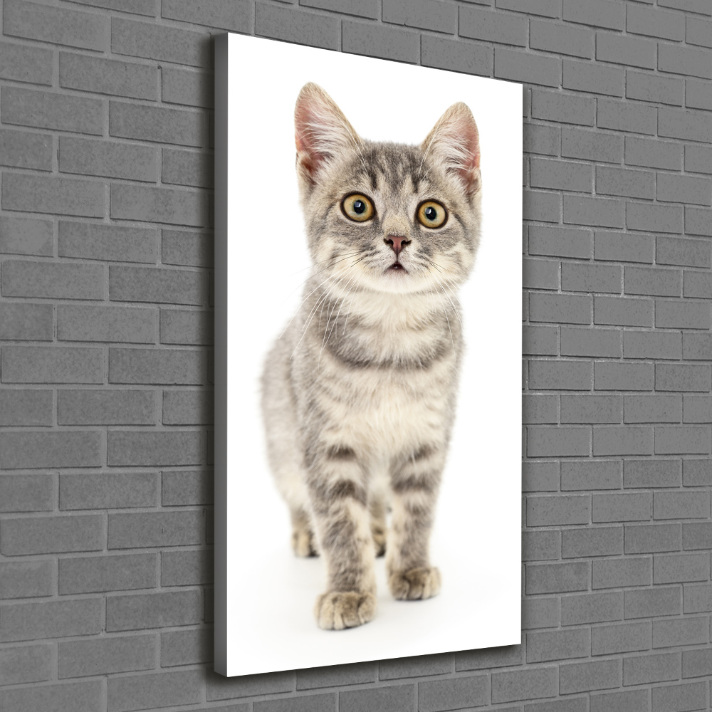 Tableau photo sur toile Chat gris