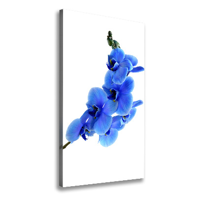 Tableau mural sur toile Orchidée bleue