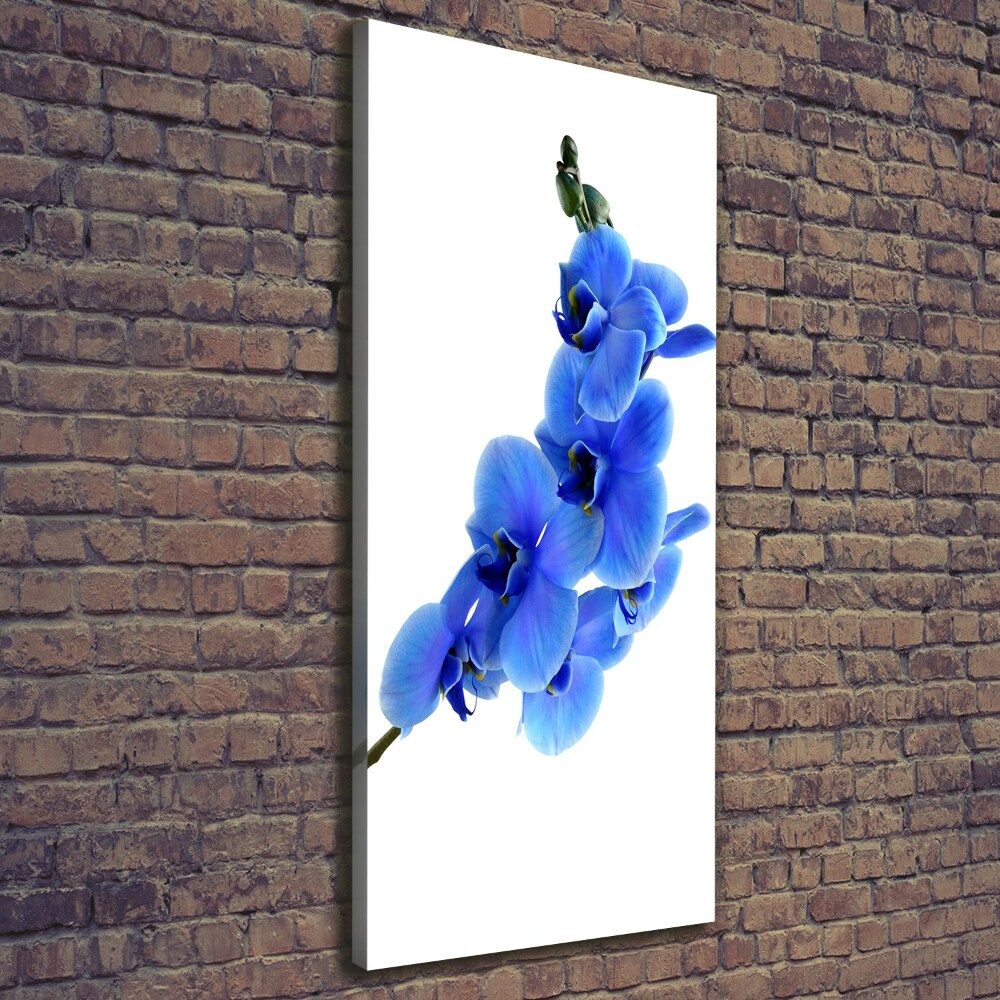 Tableau mural sur toile Orchidée bleue