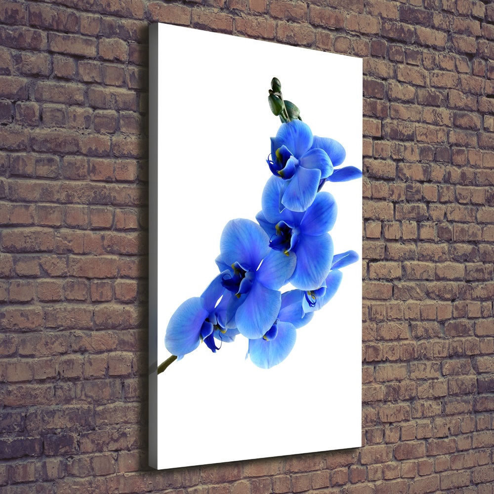 Tableau mural sur toile Orchidée bleue