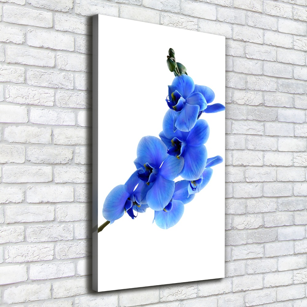 Tableau mural sur toile Orchidée bleue