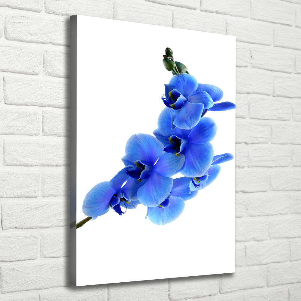 Tableau mural sur toile Orchidée bleue