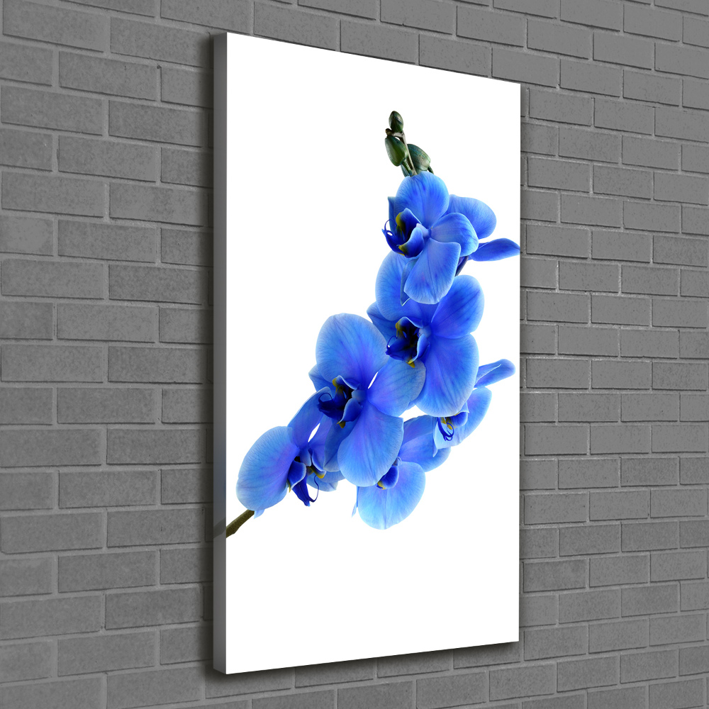 Tableau mural sur toile Orchidée bleue