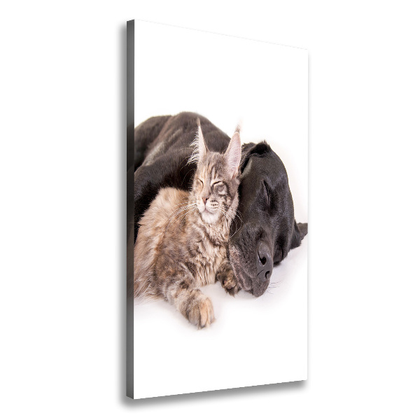 Chien et chat