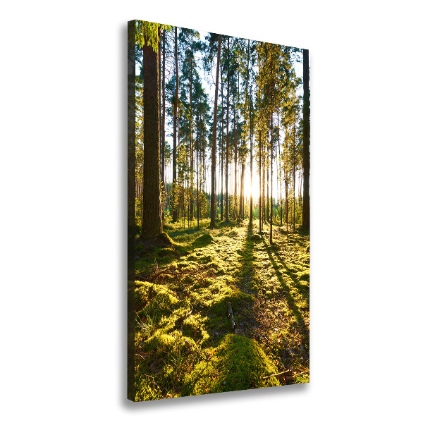 Forêt de pins