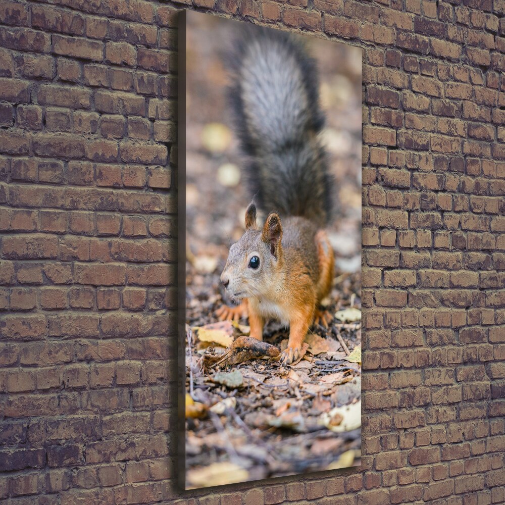 Tableau mural sur toile Écureuil dans la forêt