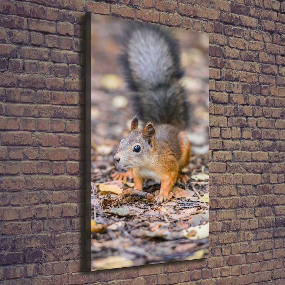 Tableau mural sur toile Écureuil dans la forêt