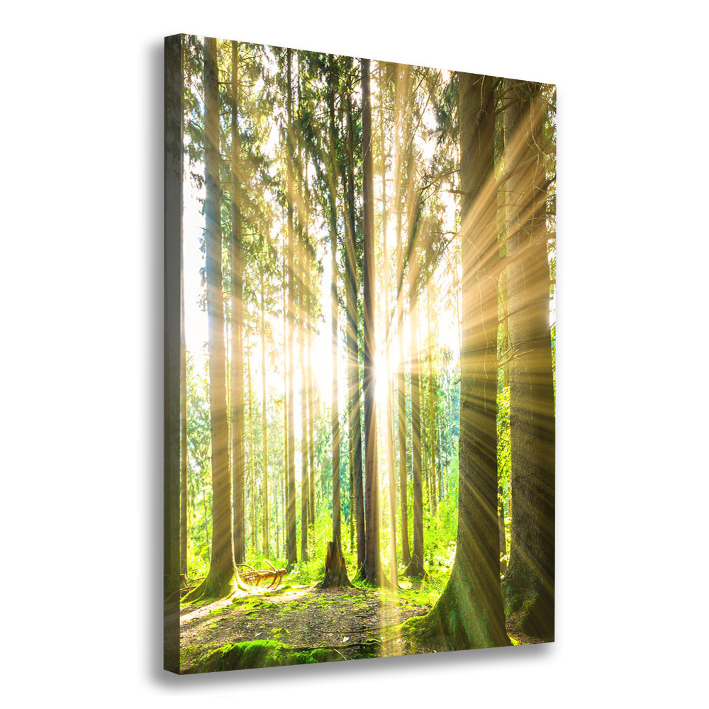 Tableau imprimé sur toile Soleil dans la forêt