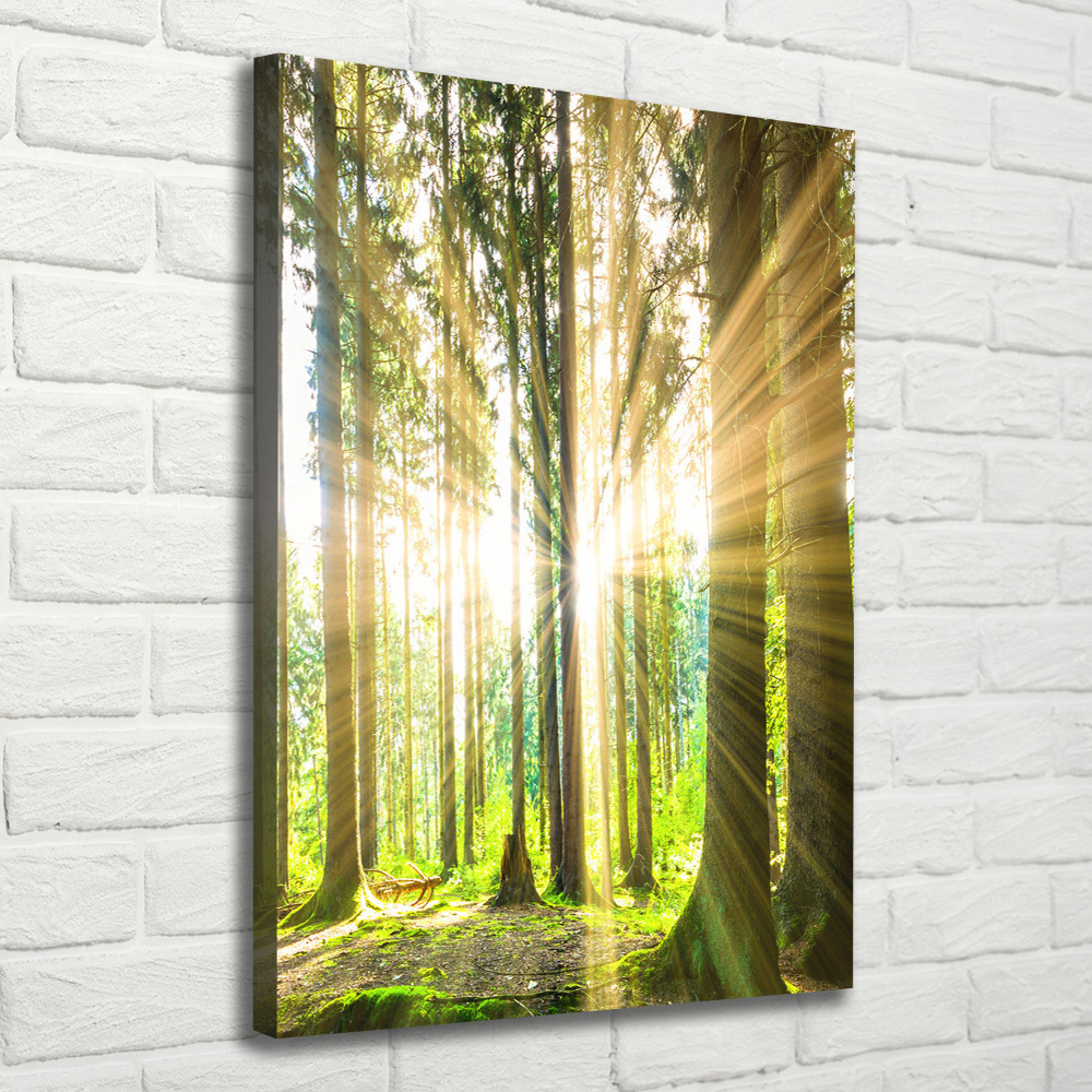 Tableau imprimé sur toile Soleil dans la forêt