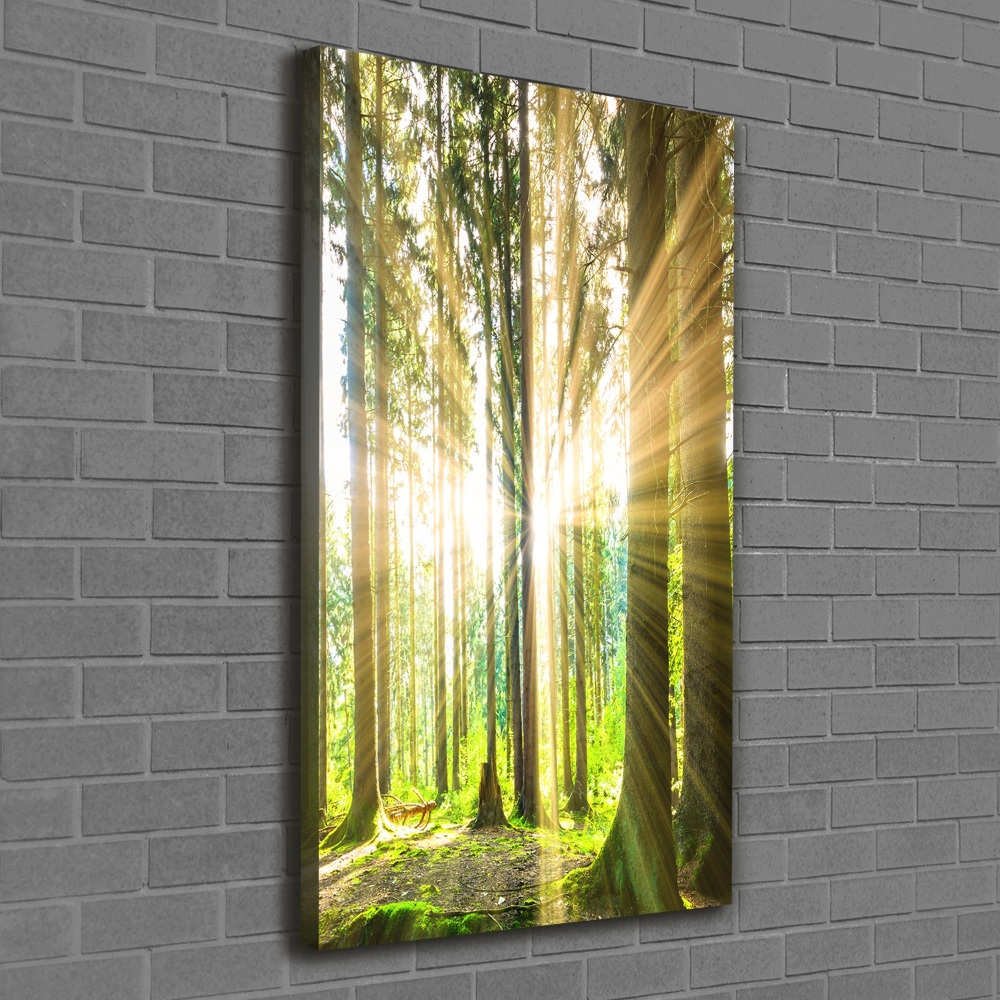 Tableau imprimé sur toile Soleil dans la forêt