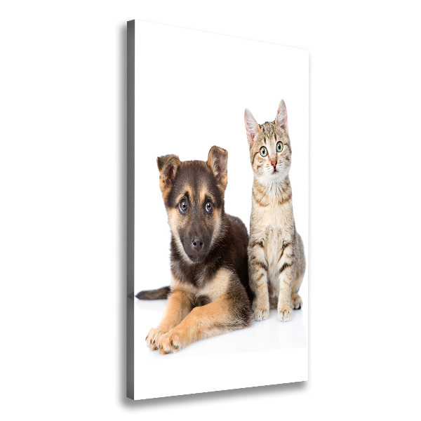 Chien et chat