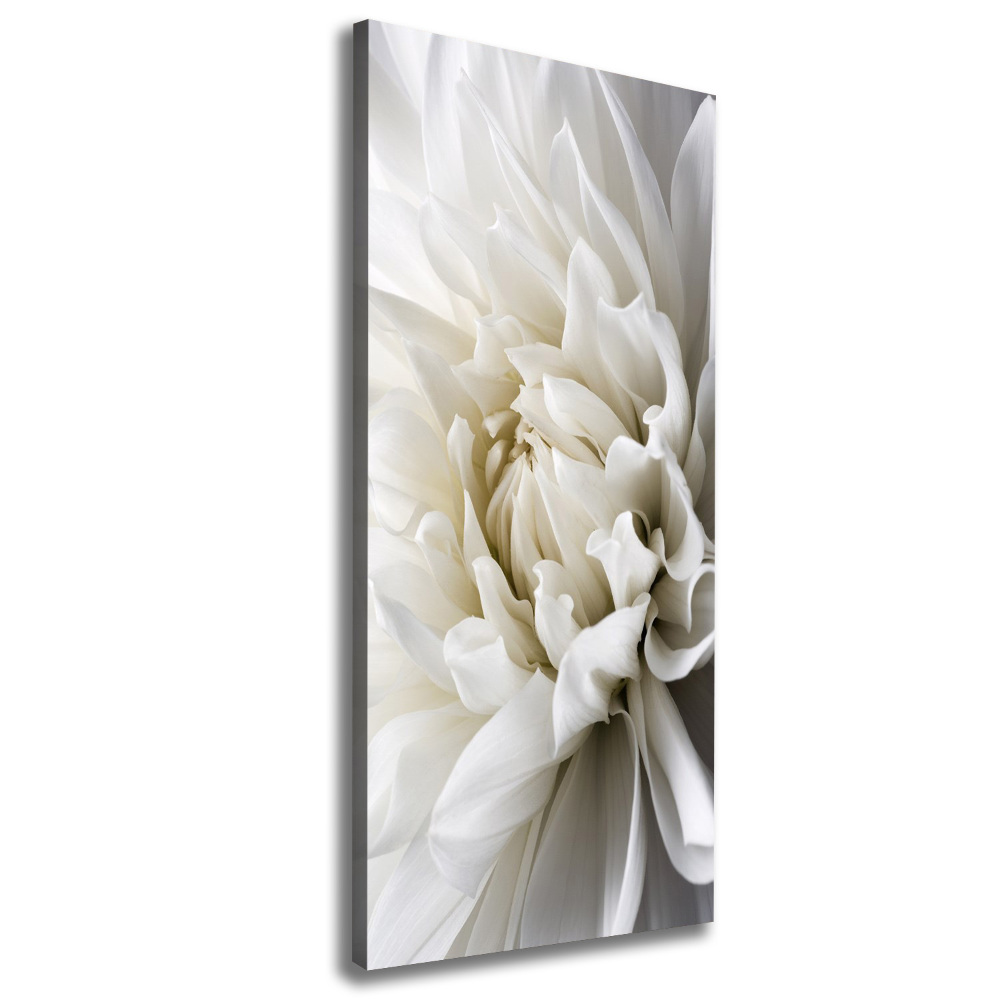 Tableau sur toile Dahlia blanc