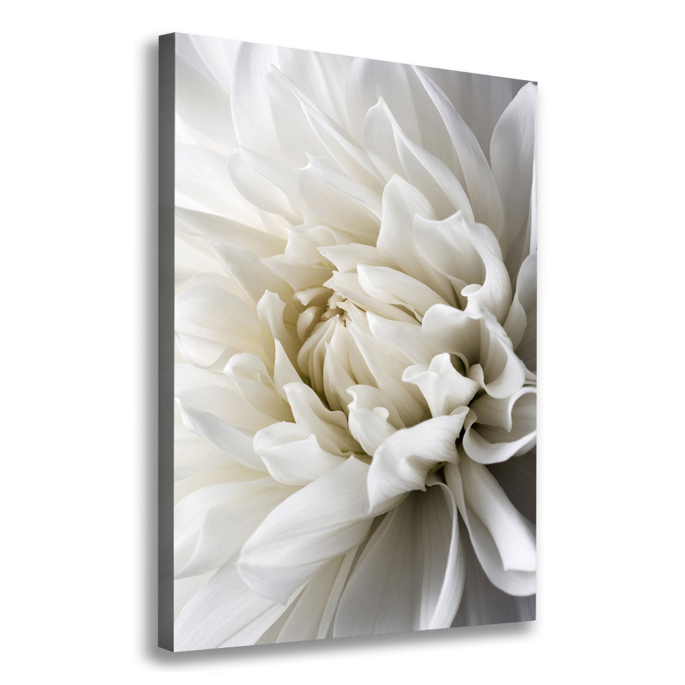 Tableau sur toile Dahlia blanc