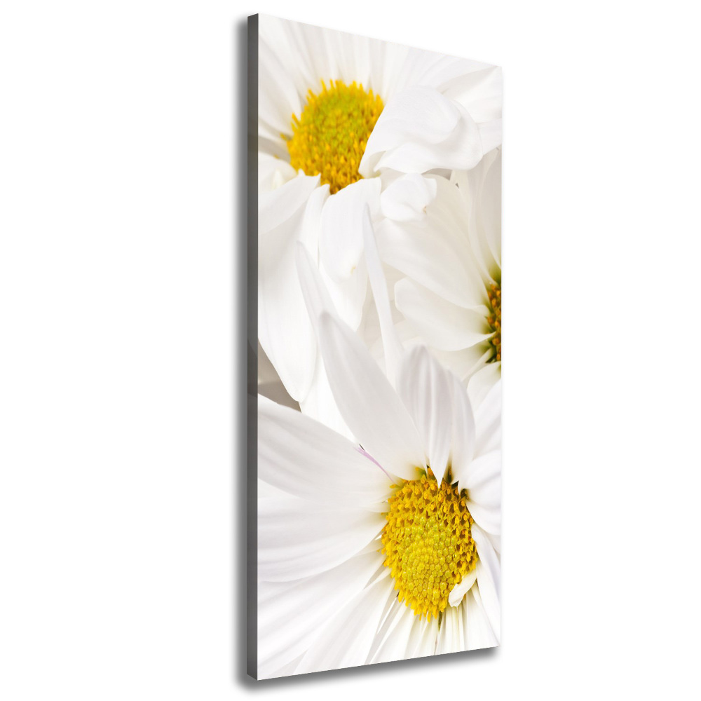 Tableau photo sur toile Fleurs de marguerite