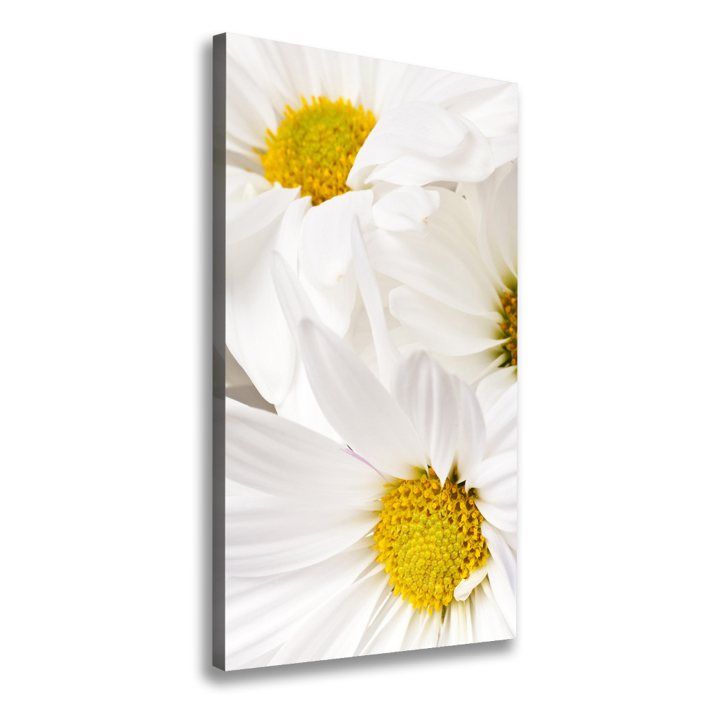 Tableau photo sur toile Fleurs de marguerite