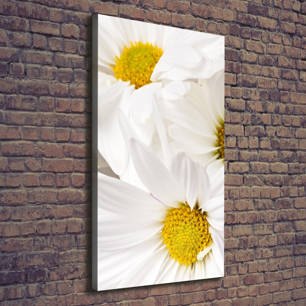 Tableau photo sur toile Fleurs de marguerite