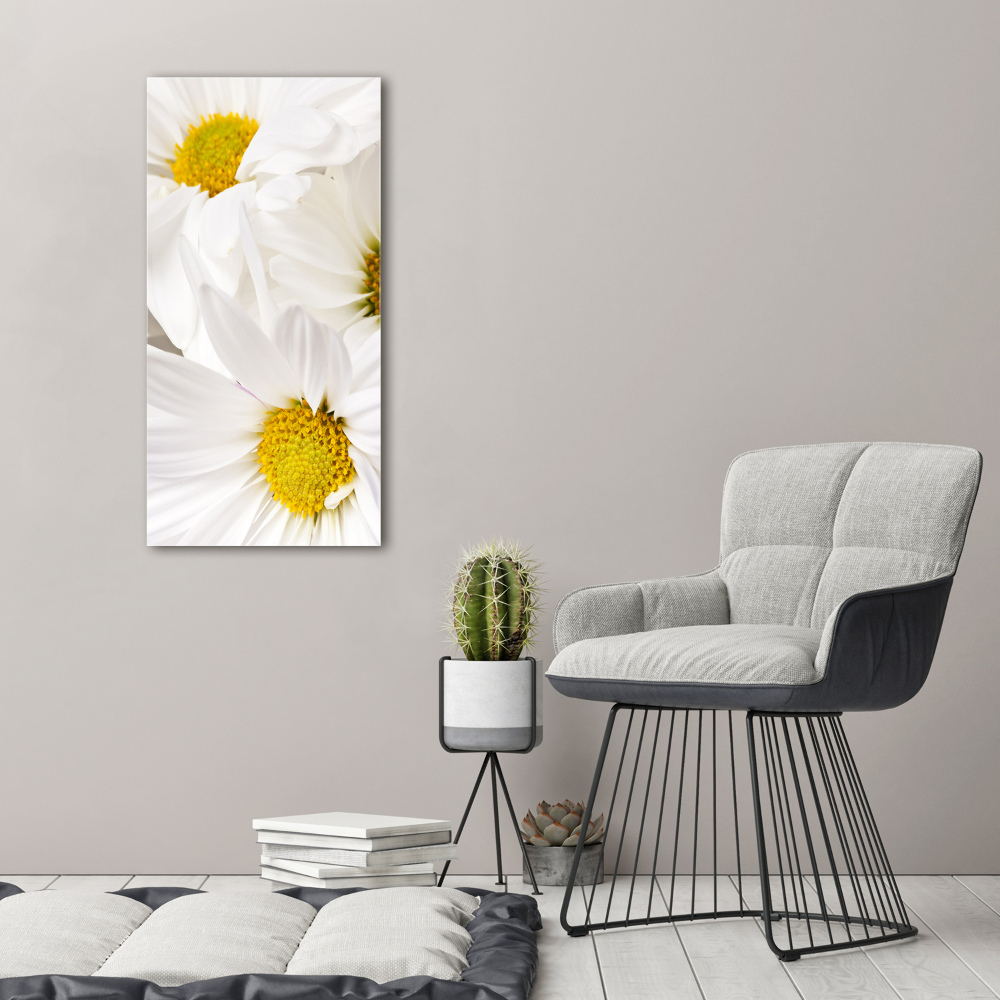 Tableau photo sur toile Fleurs de marguerite