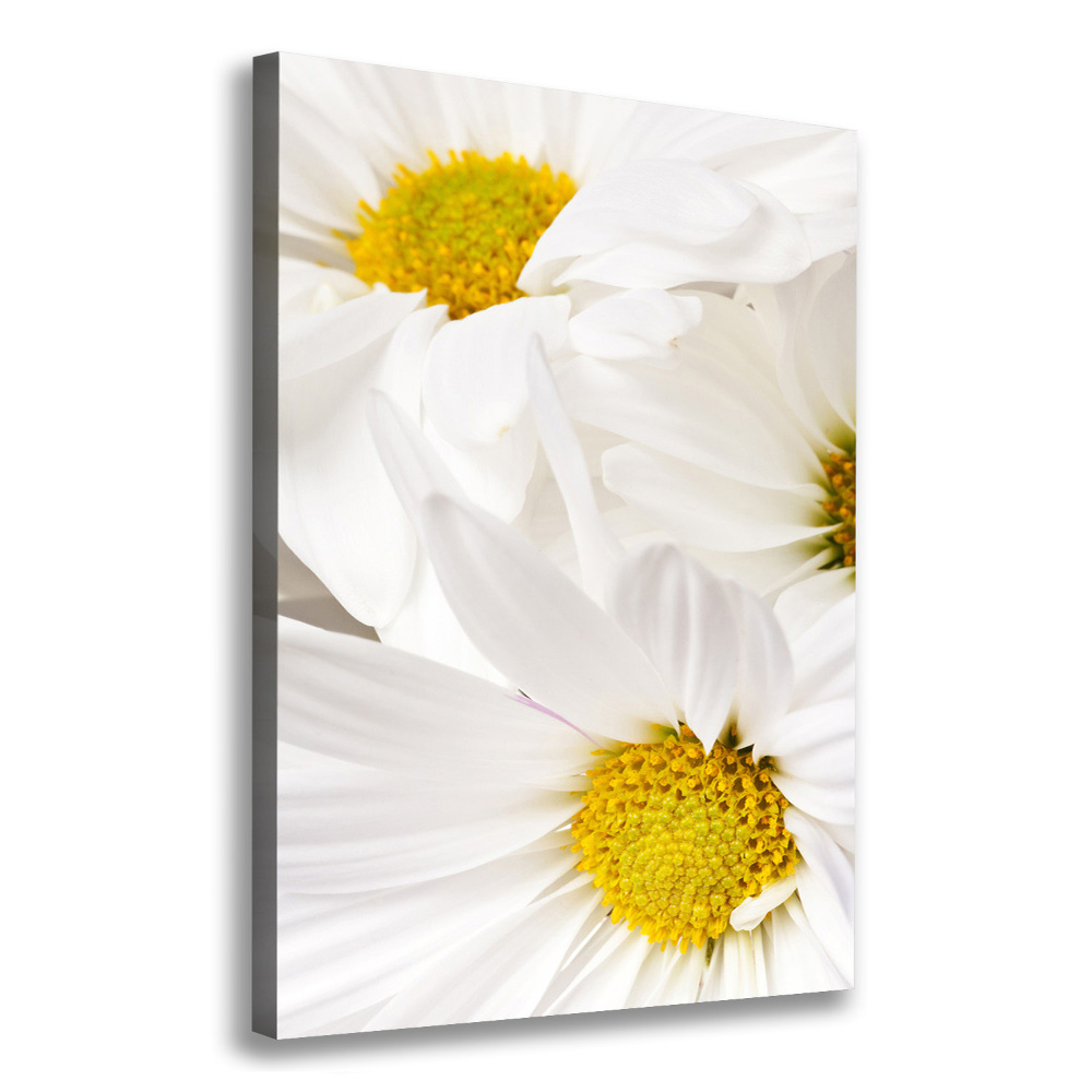 Tableau photo sur toile Fleurs de marguerite