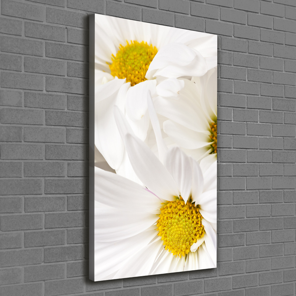 Tableau photo sur toile Fleurs de marguerite