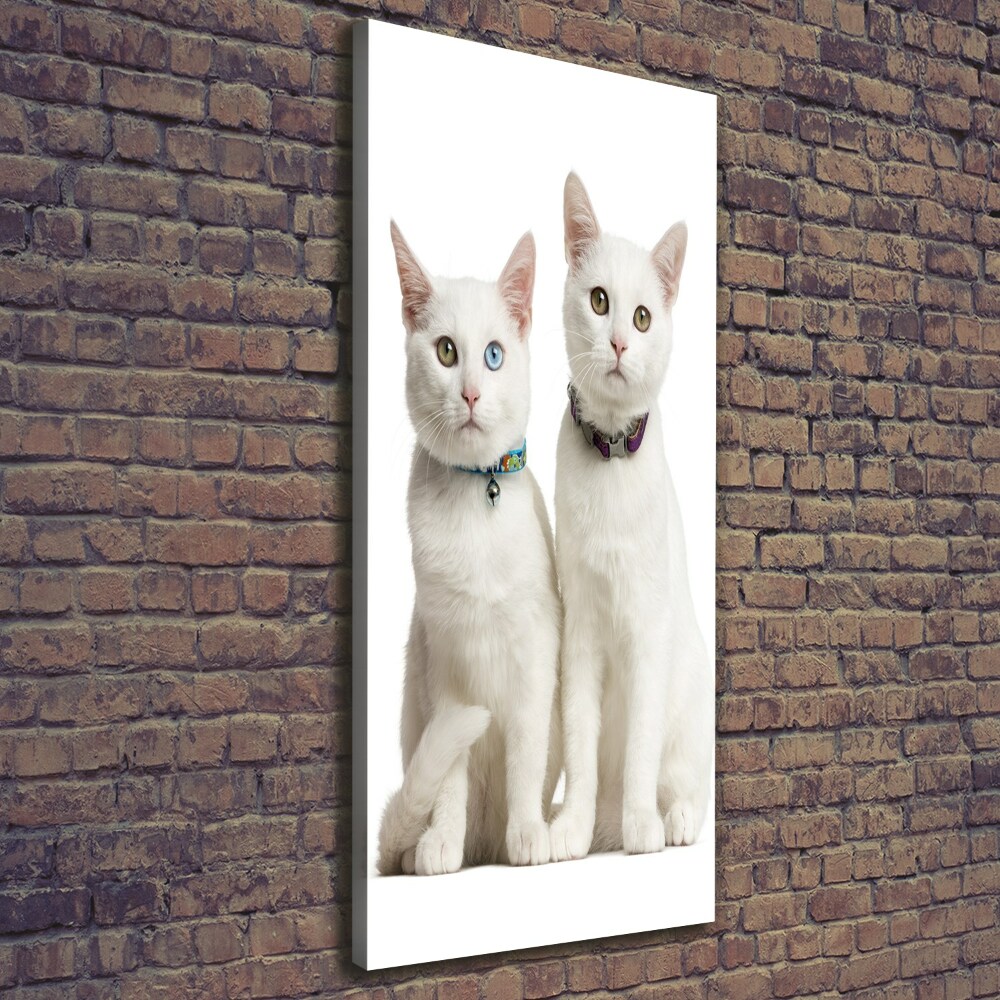 Tableau photo sur toile Deux chats blancs