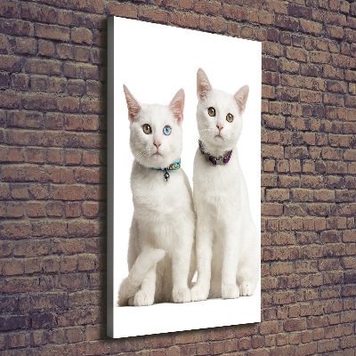 Tableau photo sur toile Deux chats blancs