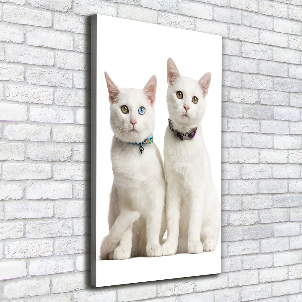 Tableau photo sur toile Deux chats blancs