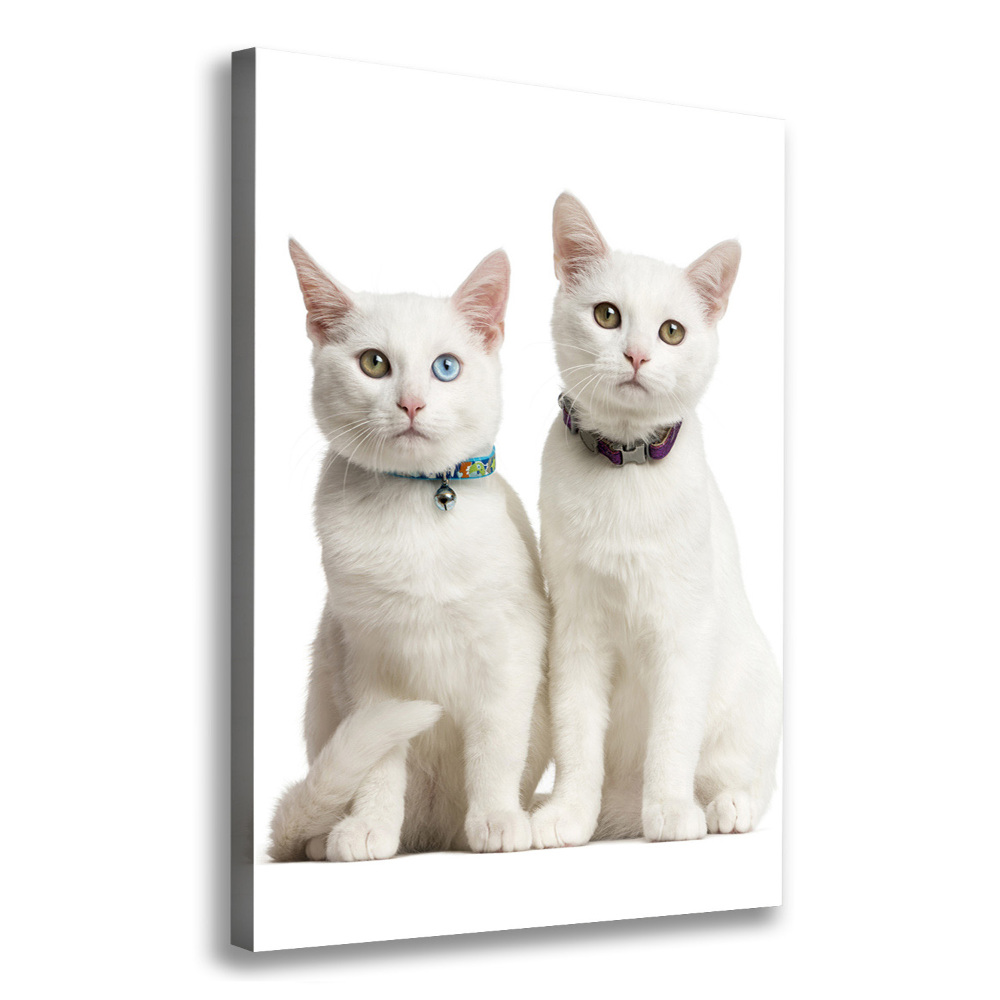 Tableau photo sur toile Deux chats blancs