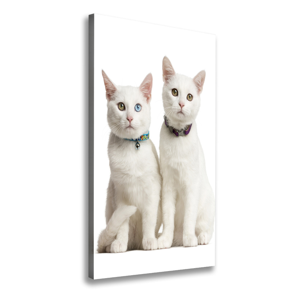 Tableau photo sur toile Deux chats blancs