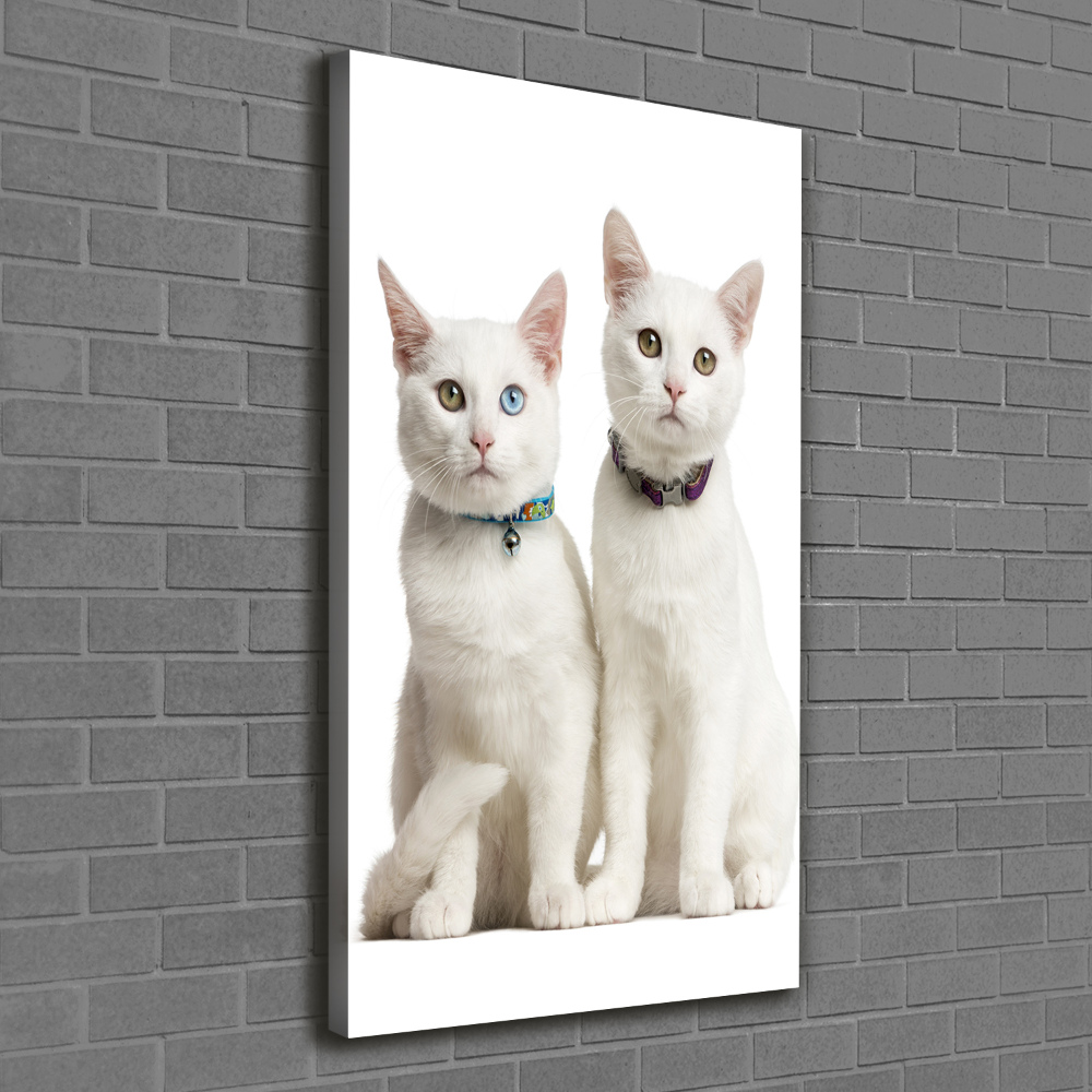 Tableau photo sur toile Deux chats blancs