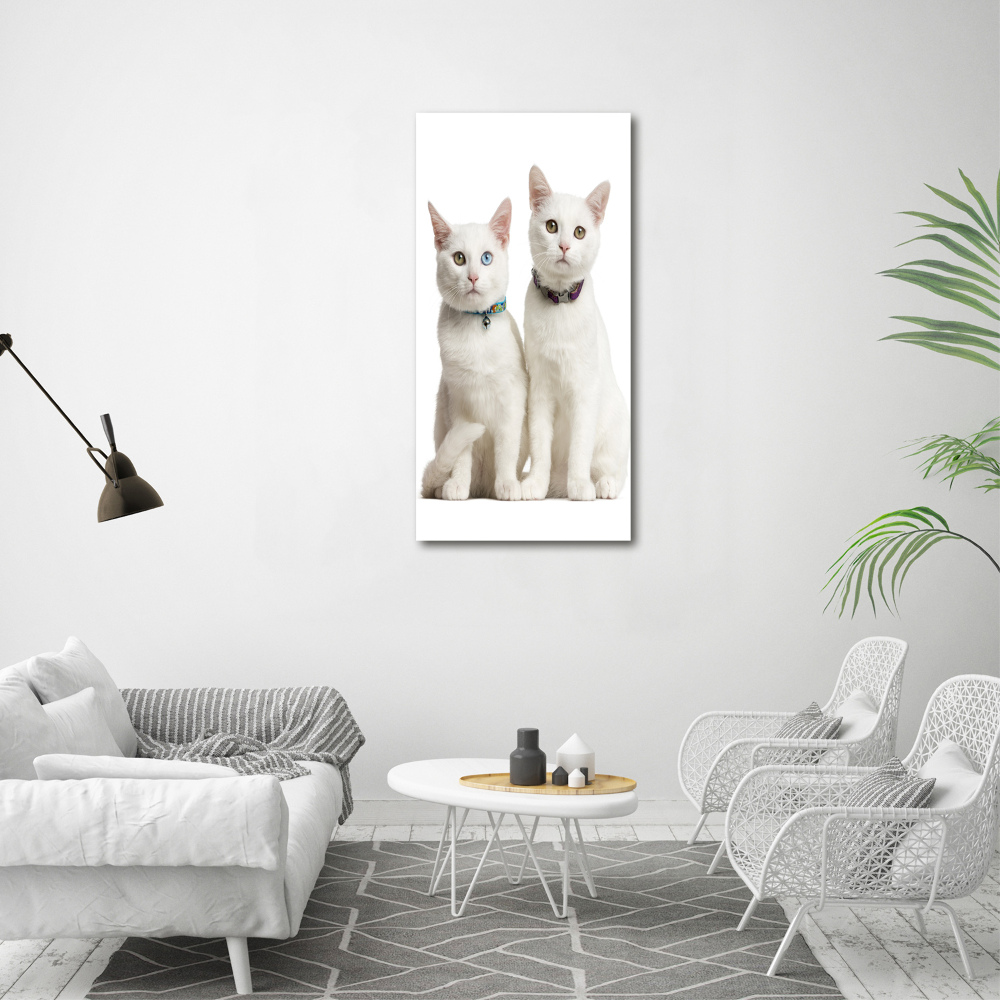 Tableau photo sur toile Deux chats blancs