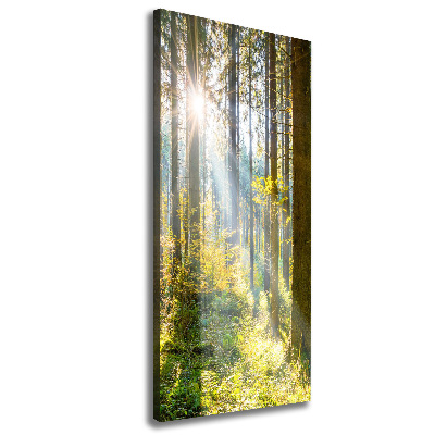 Tableau photo sur toile Le soleil dans la forêt