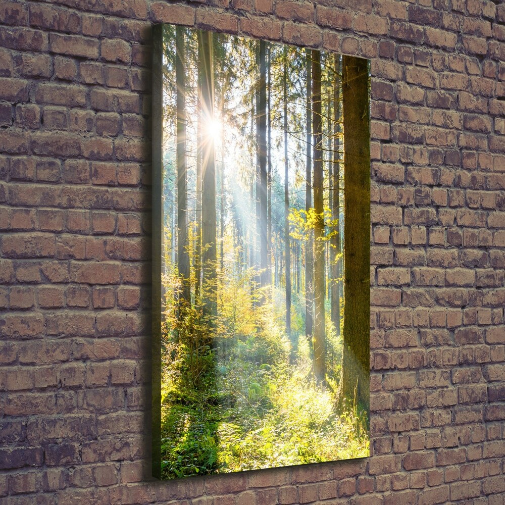 Tableau photo sur toile Le soleil dans la forêt