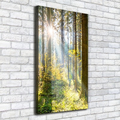 Tableau photo sur toile Le soleil dans la forêt