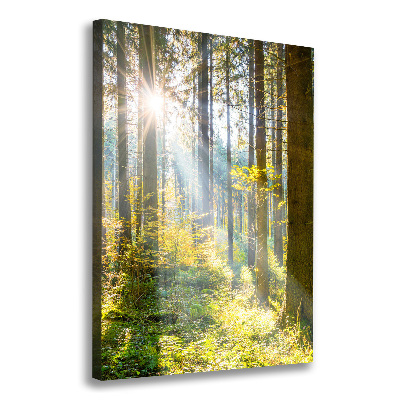 Tableau photo sur toile Le soleil dans la forêt