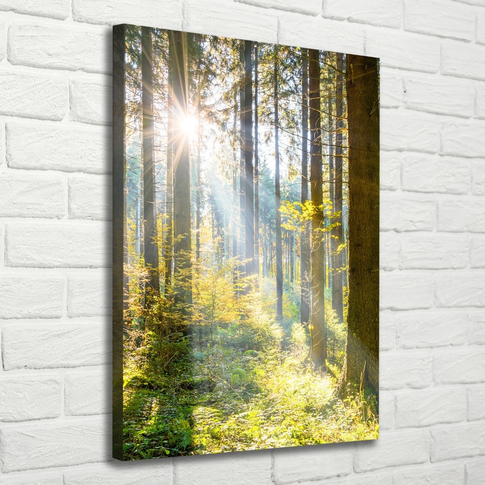 Tableau photo sur toile Le soleil dans la forêt