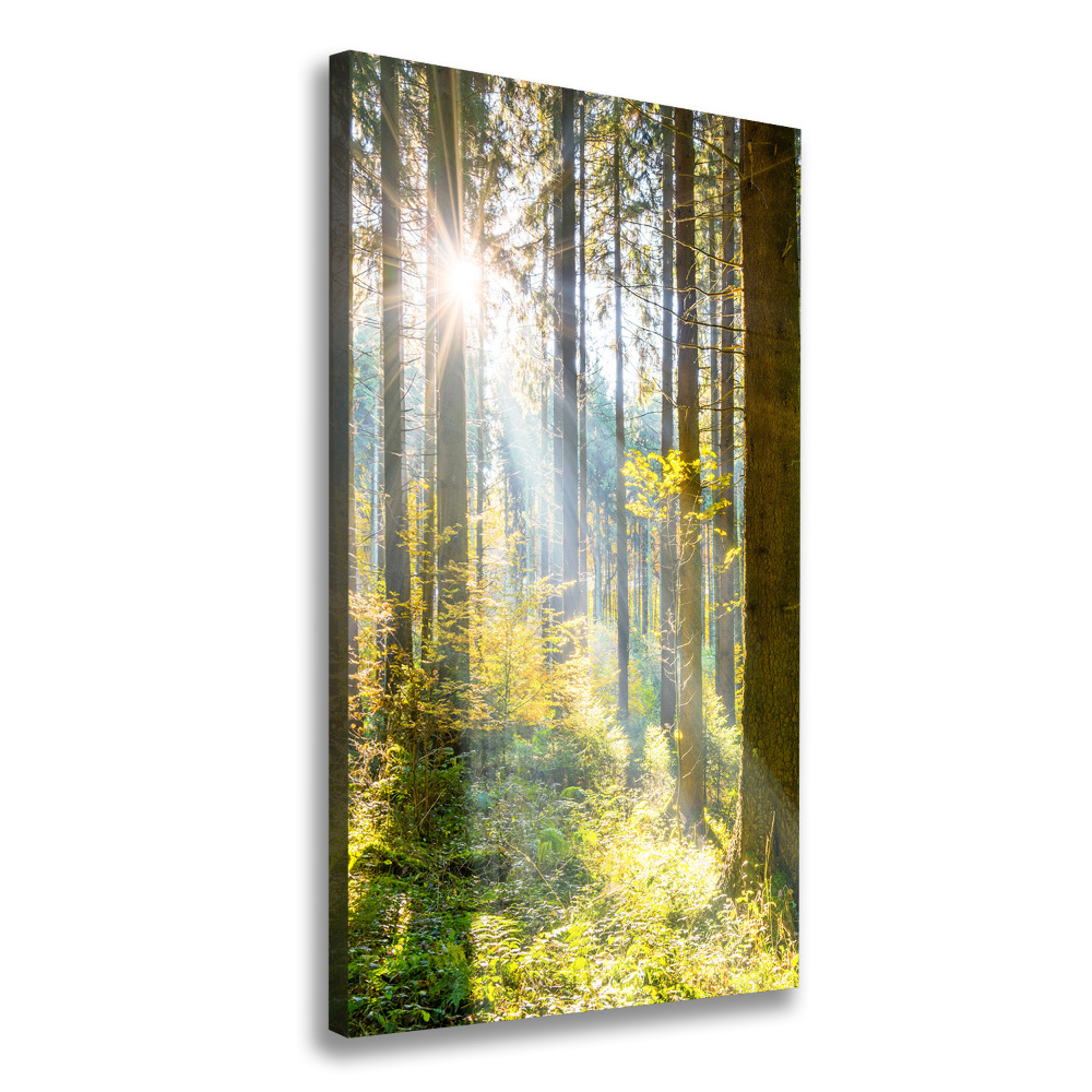 Tableau photo sur toile Le soleil dans la forêt