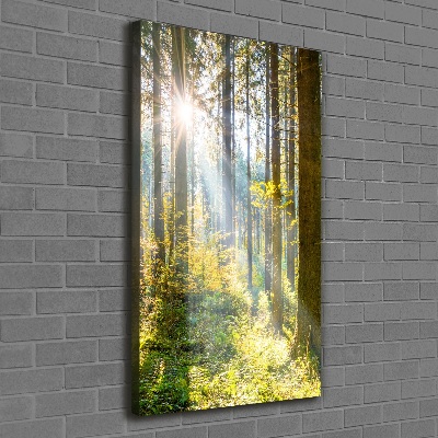 Tableau photo sur toile Le soleil dans la forêt