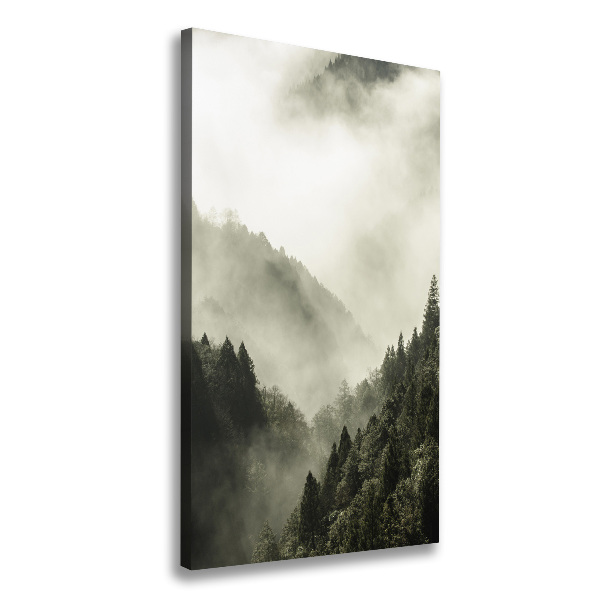 Brume sur la forêt