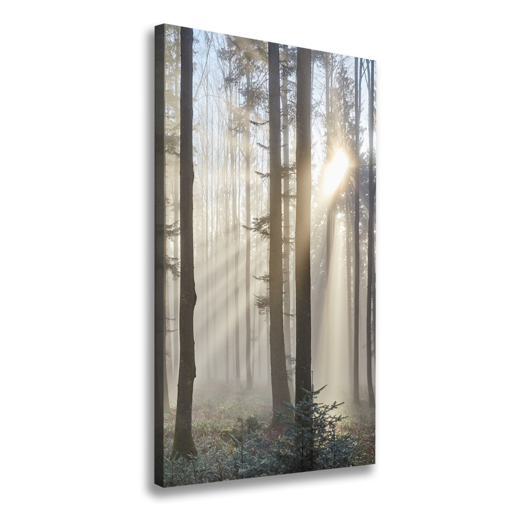 Tableau photo sur toile Brume dans la forêt