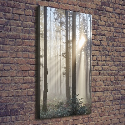 Tableau photo sur toile Brume dans la forêt