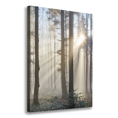 Tableau photo sur toile Brume dans la forêt