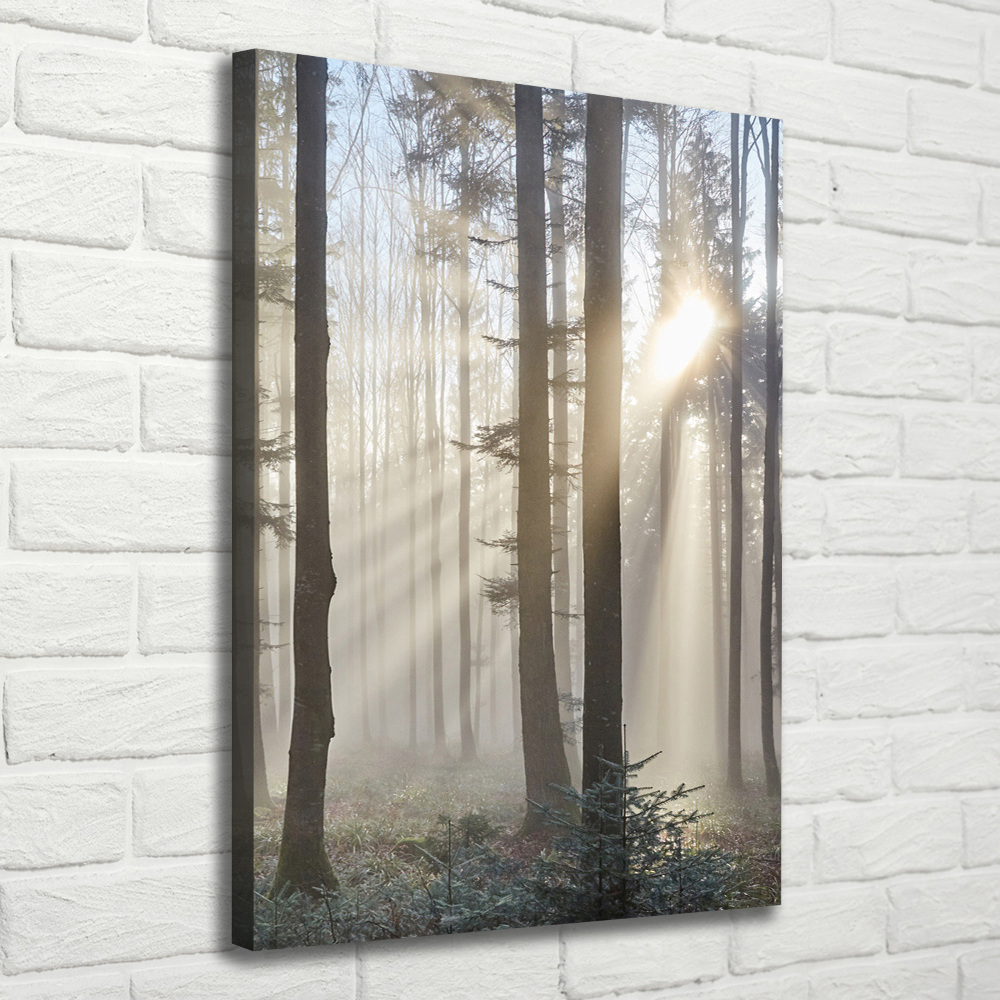 Tableau photo sur toile Brume dans la forêt