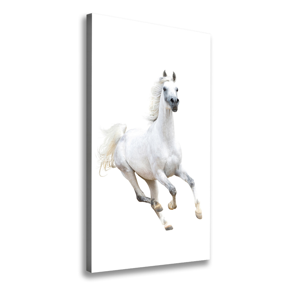 Tableau photo sur toile Cheval blanc au galop