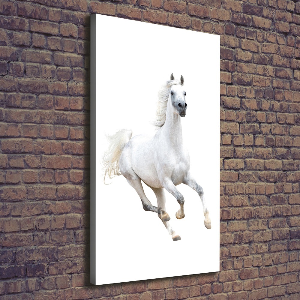 Tableau photo sur toile Cheval blanc au galop